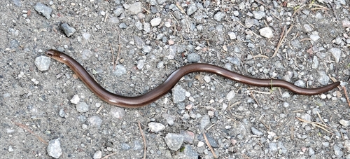 Eastern Slowworm