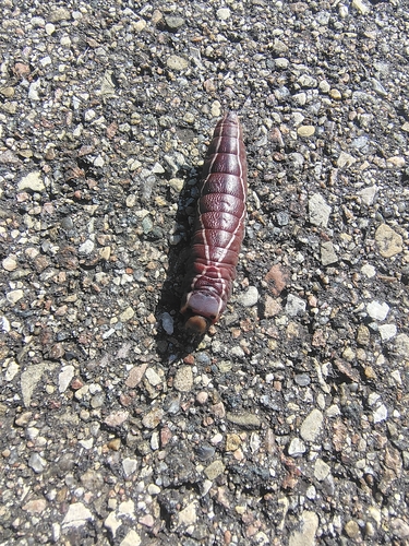Puss Moth