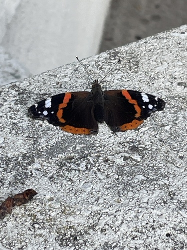 Red Admiral