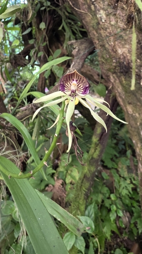 Clamshell Orchid