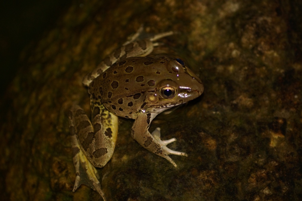 Lowland Leopard Frog in August 2018 by tony figueroa · iNaturalist