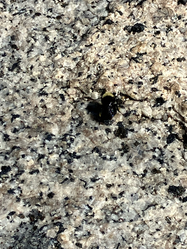 iNaturalist observation photo of Bumble Bees