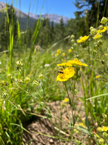 iNaturalist observation photo of Ants, Bees, Wasps, and Sawflies