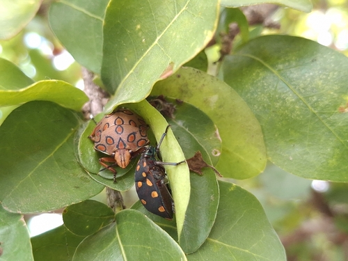 Torrid Jewel Bug