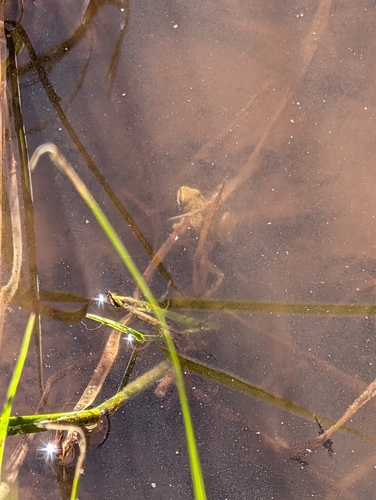 iNaturalist observation photo of Pacific chorus frog