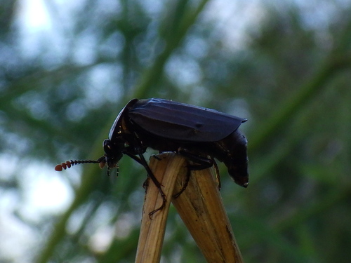 Shore Sexton Beetle