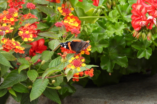 Red Admiral