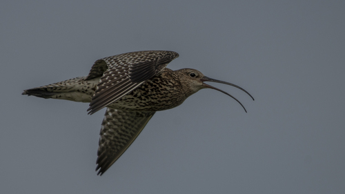 Eurasian Curlew
