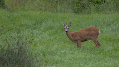 Western Roe Deer