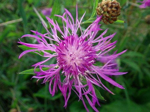 Brown Knapweed