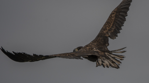 White-tailed Eagle