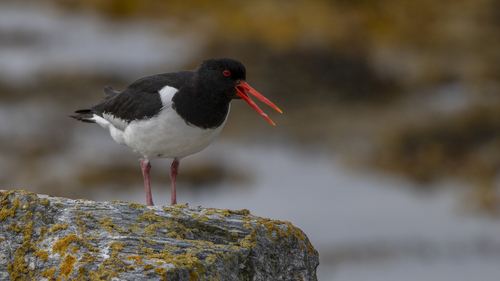 Eurasian Oystercatcher