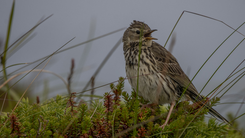 Meadow Pipit