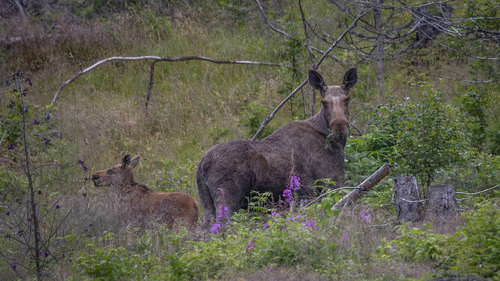 Moose