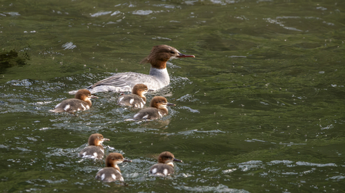 Common Merganser