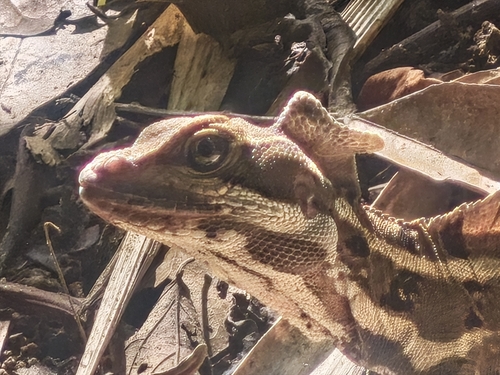 Common Basilisk