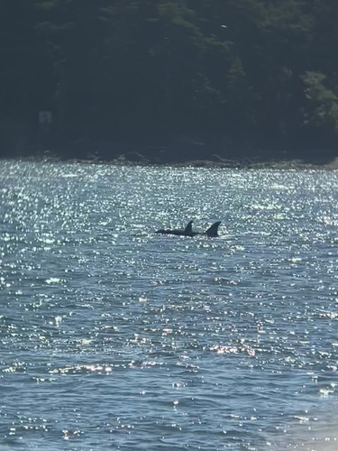 Sighting photo