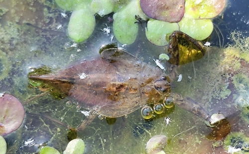 Eurasian Water Scorpion