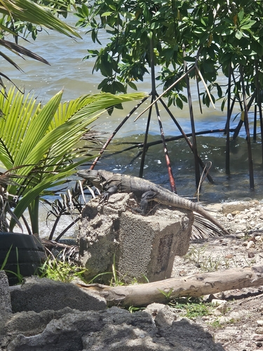 Black Spiny-tailed Iguana