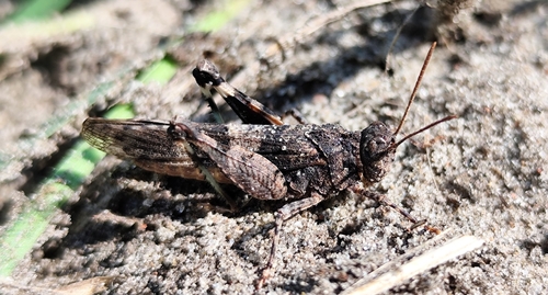 Blue-winged Grasshopper