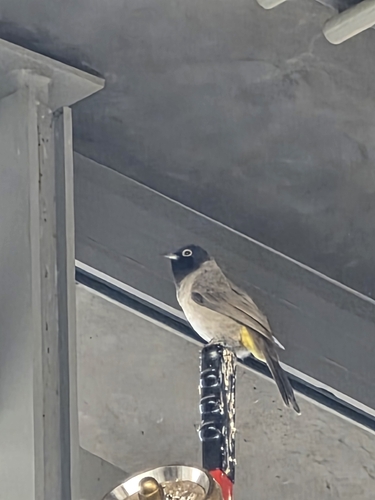 White-spectacled Bulbul