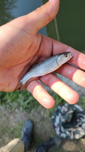 European Chub
