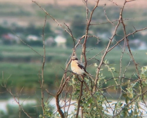 Lesser Grey Shrike