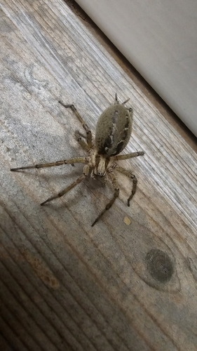 Labyrinth spider