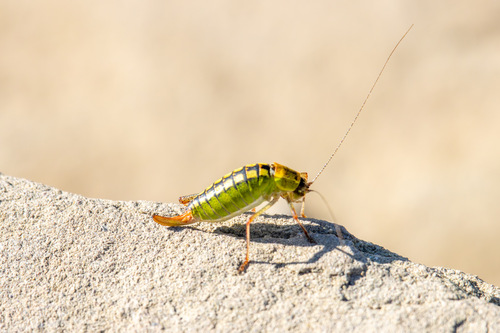 Fuss' Bright Bush-cricket