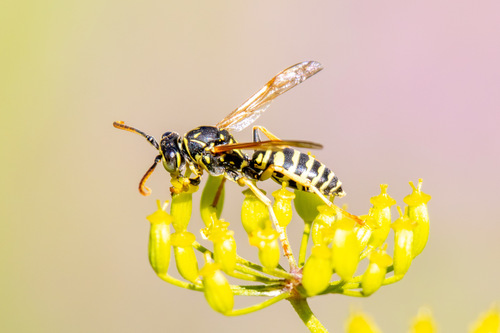 Polistes nimpha