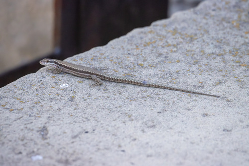 Common Wall Lizard
