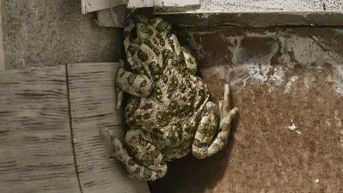 Green Toad