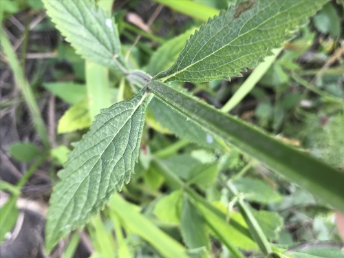 Brazilian Vervain