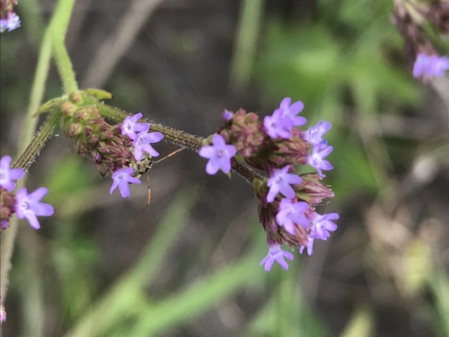 Brazilian Vervain