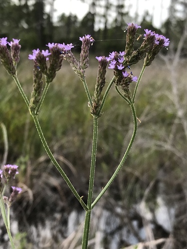 Brazilian Vervain