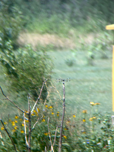 Twelve-spotted Skimmer