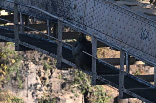 Mystery Animal