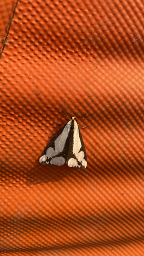 Leconte's Haploa Moth