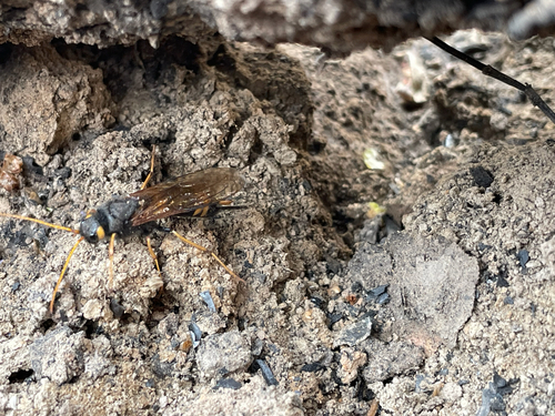 Yellow-horned Horntail