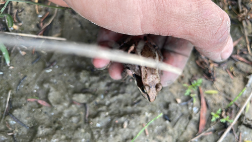 Wood Frog