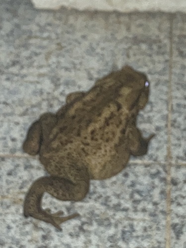 European Toad