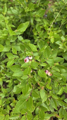 lowbush blueberry