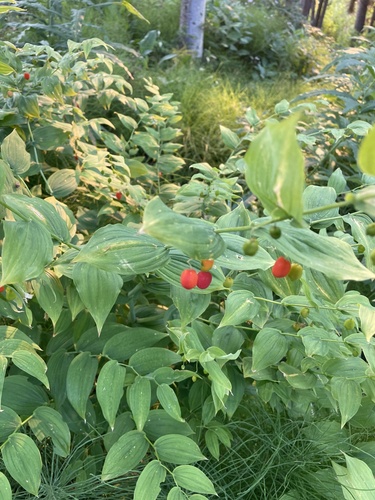 white twisted-stalk