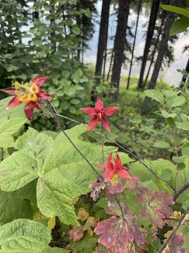 western columbine