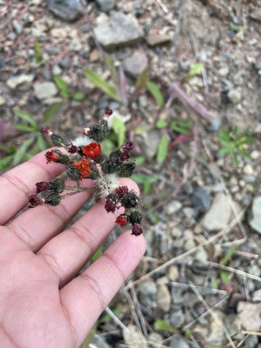 orange hawkweed