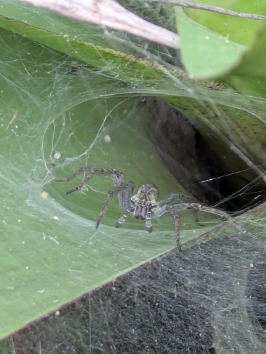 Aglaoctenus lagotis