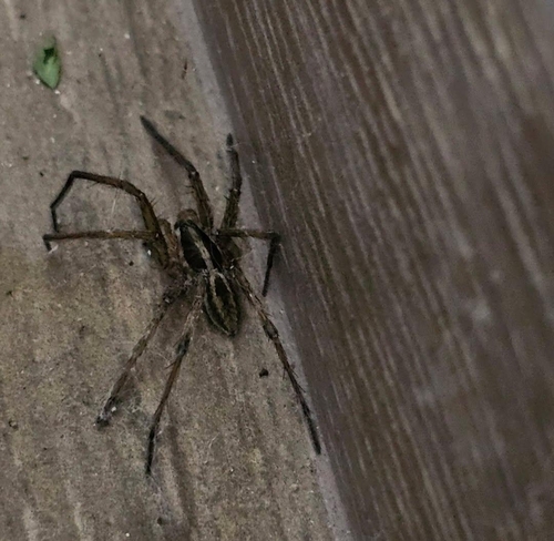 Radiated Wolf Spider
