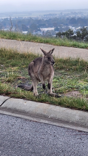 Eastern Grey Kangaroo