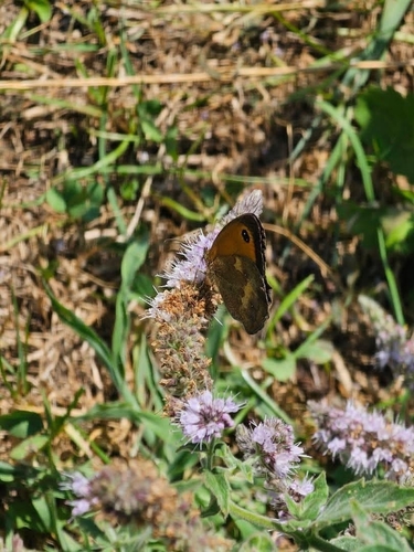 Gatekeeper