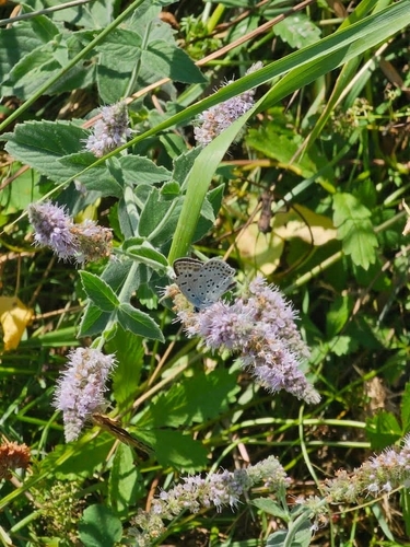 Sooty Copper